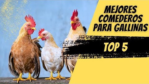 TOP 5 🐓 Mejores comederos para gallinas, ¡Mejora la alimentación de tu gallinero!