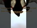 Vampire Bats Blood Drinking Marvels Vampire Bats Blood Drinking Marvels