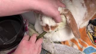 うさぎのちはやのチモシーの恵の強制給餌☆