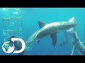 Shark POV Camera Shows Great White Intimidation Strategy | Sharks And The City: LA | SHARK WEEK 2018