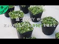 芝よりオススメのクラピアを植える～１か月間育てた成長記録もお伝え【庭づくりDIY#2】