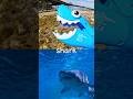 Sea Animal Names for Kids | Toy Learning Fun by the Pier: Cuttlefish Shark Seahorse Flying Fish