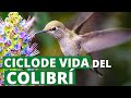 El Ciclo de Vida del Colibrí desde la Puesta de Huevos🥚