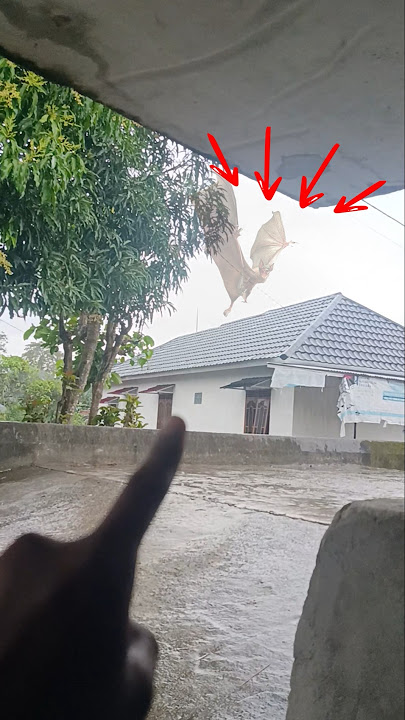 Penampakan kelelawar raksasa serem lihatnya 😱😱 #shorts