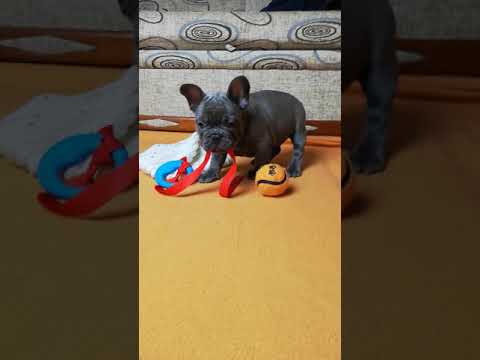 TomKingsKennel Tito 12 camera iphone 8 plus apk