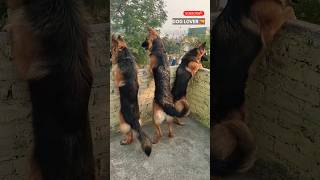 Three German Shepherd dog barking sounds #germanshepherd || Dog Lover