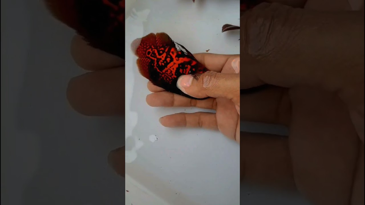 Panaen ikan Oscar Red Leopard