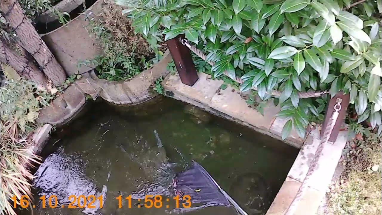 Fische im Teich 2021 Winterfest machen YouTube