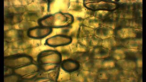 TST350 tensile test on plant leaf