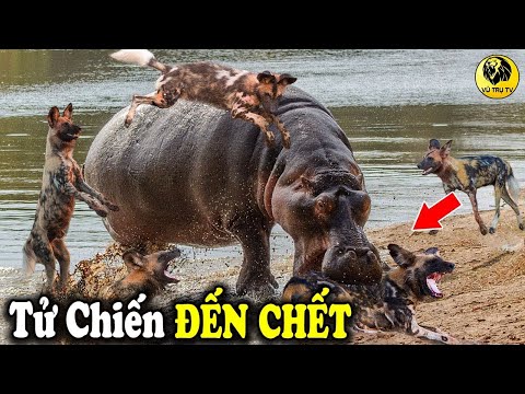 Video: Thức ăn cho chó khỏe mạnh: Trâu xanh so với vị giác của hoang dã