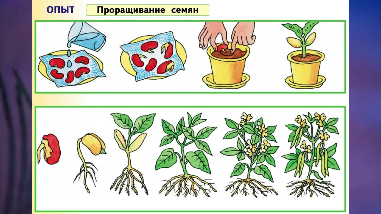 окружающий мир 1 класс 76 77. окружающий мир 1 класс рабочая тетрадь стр 76. окружающий мир 1 класс 76 77. окружающий мир 3 класс рабочая тетрадь 1 часть стр 76 номер 4. растения 1 класс окружающий мир.