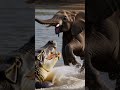 Elephant Protects Her Baby From Crocodile Attack! Crocodile Ambushes Baby Elephant | Mom Reacts Fast