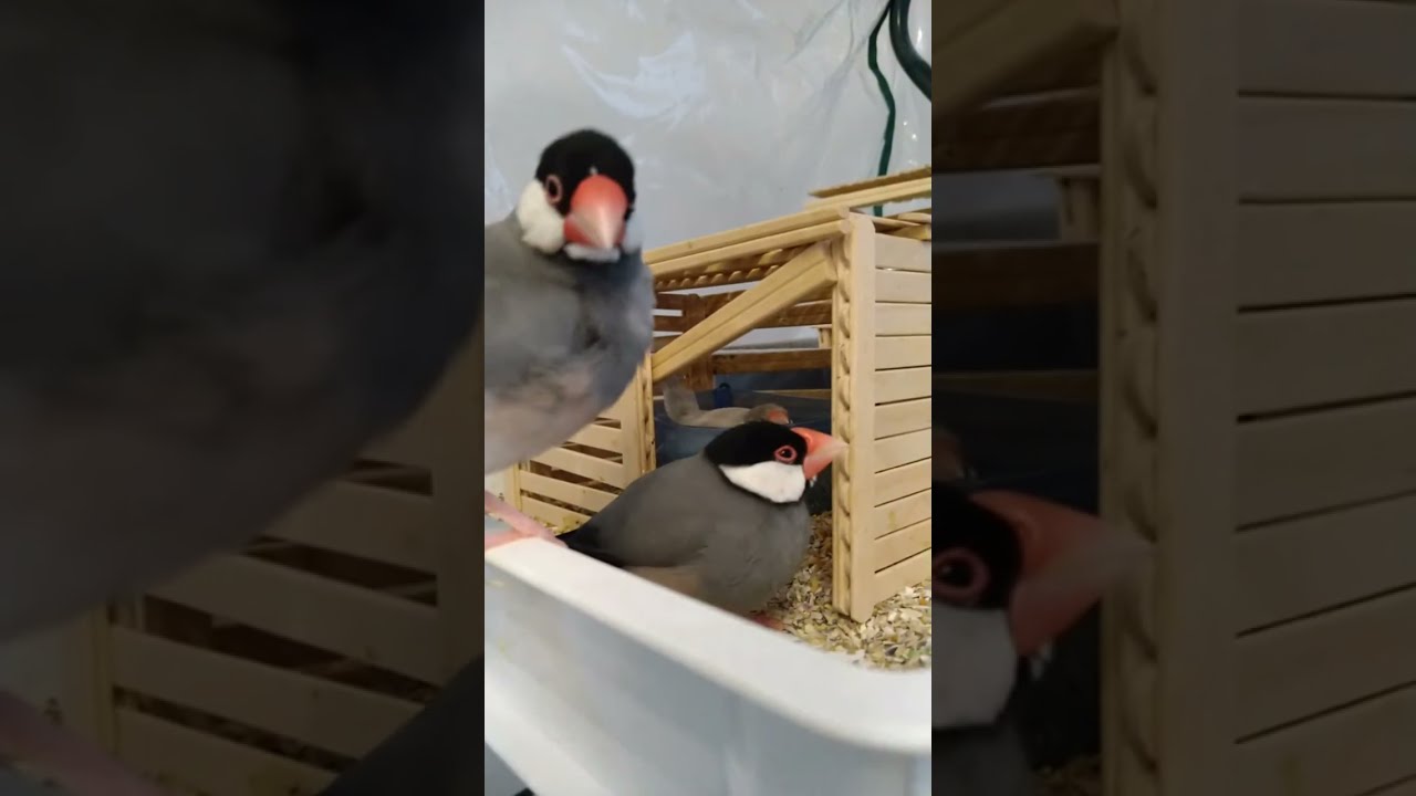 文鳥garden白鴨茶店 がライブ配信中！