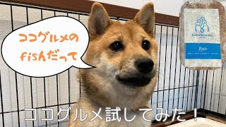 生後9か月の柴犬にココグルメを与えてみた豆柴子犬 ココグルメfishの味は