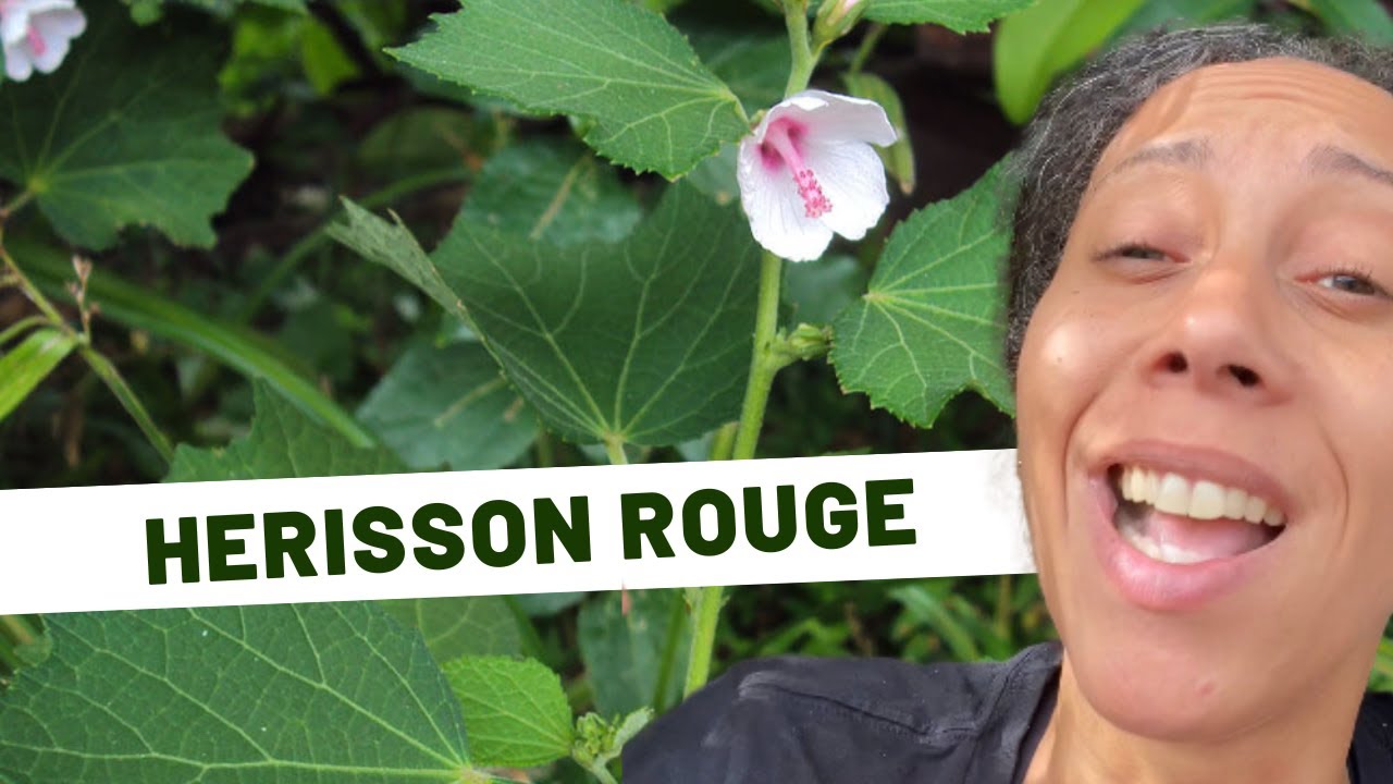 🌱Plantes médicinales /Jour 23 : Herisson rouge - YouTube