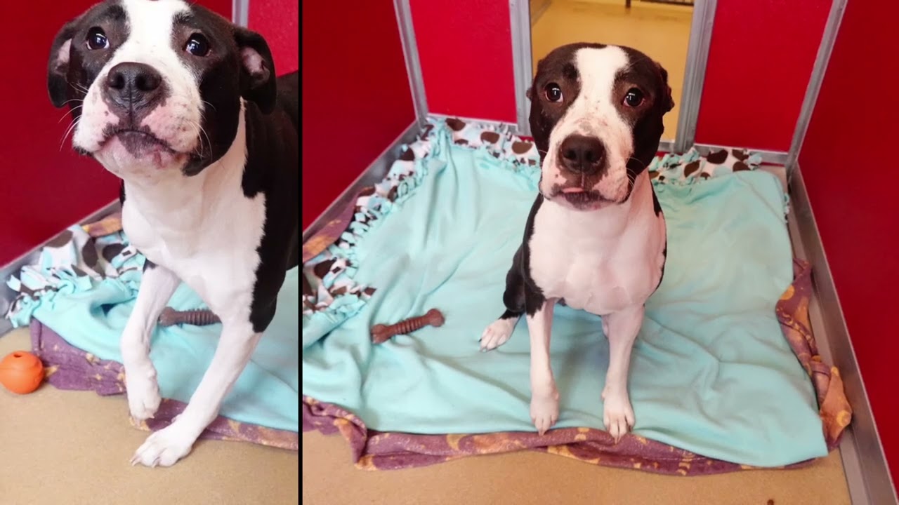 Meet Annie~ unbelievably sweet rescue from impound. @ pawsandclaws.org