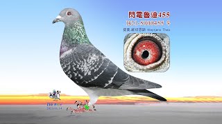 提奧 維切恩斯B21-5000455