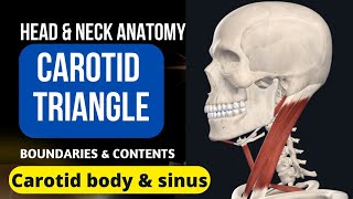 CAROTID TRIANGLE, CAROTID BODY & CAROTID SINUS