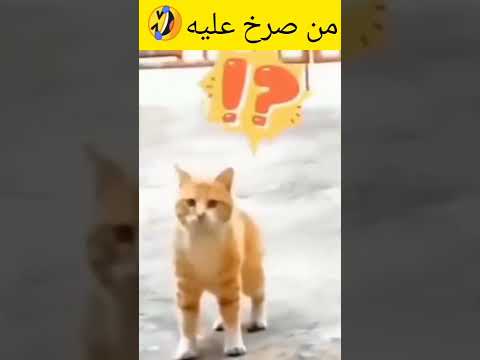 يبحث من صرخ عليه🤣 #ضحك #اكسبلور