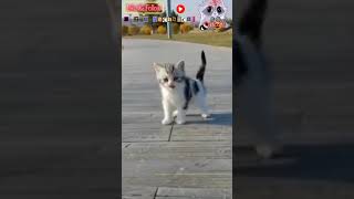 Cute Kitten | Funniest Cats & Kittens | Playing with Cats | Cat Lovers | Beautiful cats