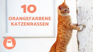 TOP 10 DER ORANGEFARBENEN KATZENRASSEN 🐱🧡