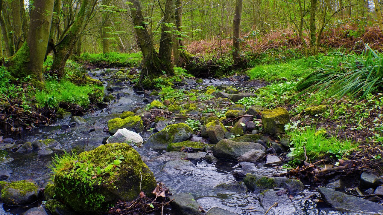 Relaxing Stream Sound - Peaceful Forest Stream - 4 minutes Fall Asleep ...