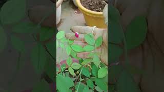#happygardening #mytriedtips #beginners #gardening #plants #compost #carenthusiast #like subscribe
