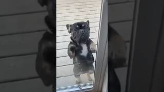 #funny #dog #relax #animals #pets #love