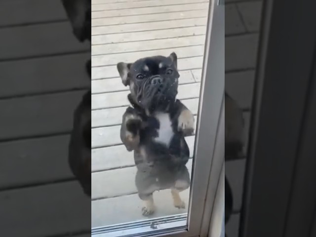 #funny #dog #relax #animals #pets #love