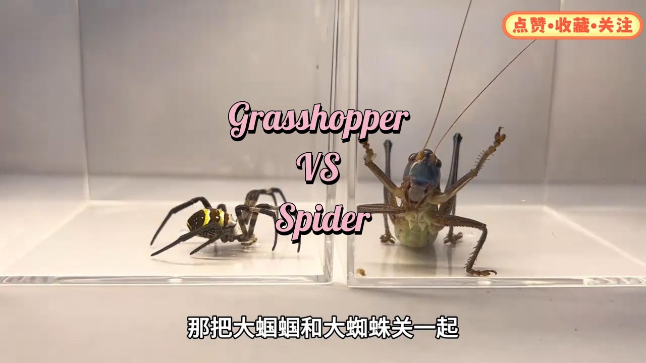 grasshopper vs spider