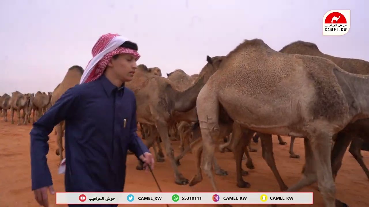 مسيرة مترك بن نايف بن حجنة