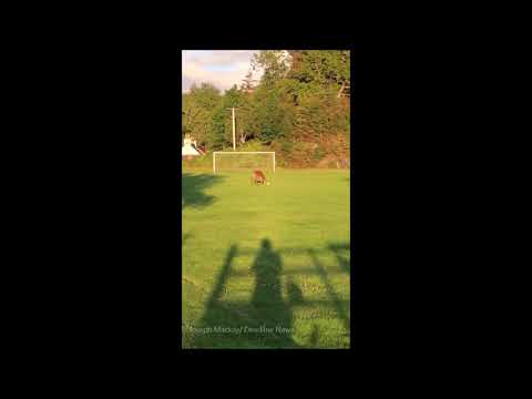 “Get him signed” stag filmed 'playing football' on Scottish pitch