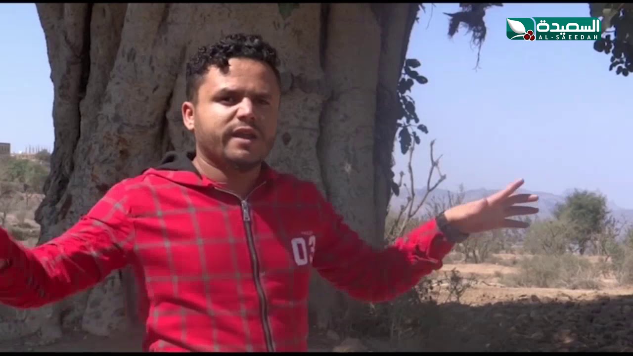 الأصالة أكبر شجرة عملاقة في الضبيات بالضالع