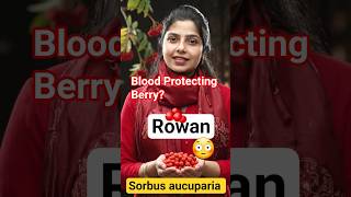 Rowan | Sorbus aucuparia | Do you know ? #fruit #trending #conceptclarity #botanymcq