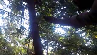 Forest Squirrel Feets At Tirupati