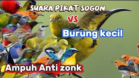 Suara Pikat Sogon Ampuh Kombinasi Burung kecil Anti Zong Suara jernih + Gacor