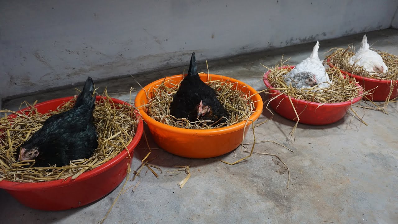 Natural Hatching Success : Watch 4 Broody Hens Become Mothers