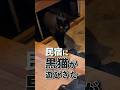 民宿に泊まったら黒猫が忍び込んできたwww＃猫＃黒猫＃ワカサギ釣り