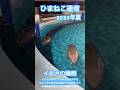 【ひまねこ通信🐈】イルカの睡眠と目覚め イルカ脳の片方の半球を休ませてもう片方の半球を活動させたままにする半球睡眠と言う方法で眠るそうです。#イルカ