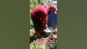 Kendalikan Hama Ulat pada Tanaman Kubis
