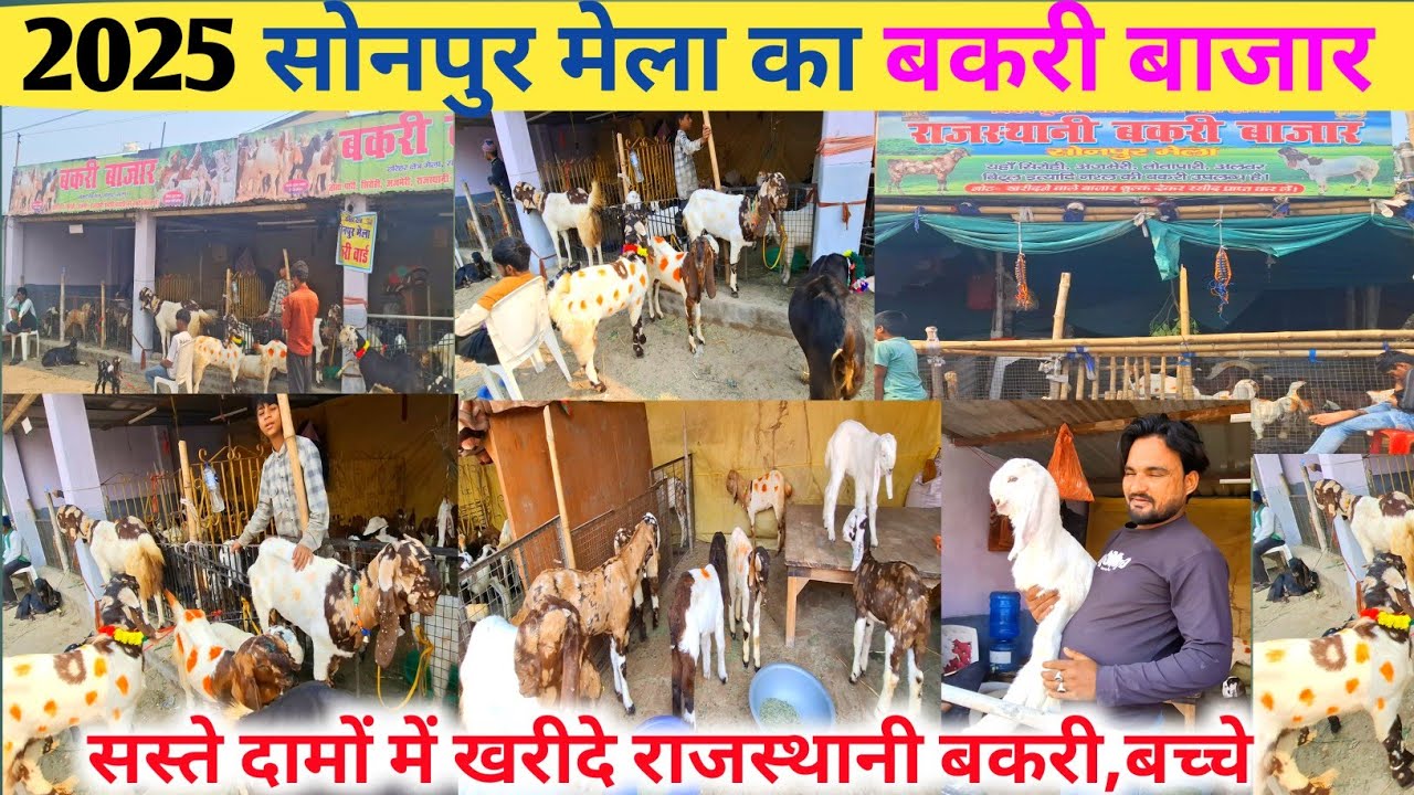 सोनपुर मेला में बकरी बाजार की पूरी जानकारी 🐑 कीमत,नस्ल  |Sonpur Mela Bakri bazar 2025 |Sonpur Mela 