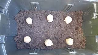 Planting Charlotte Potatoes in a container