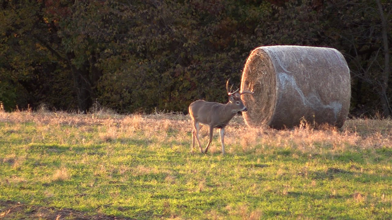 Iowa Whitetails 2020 YouTube