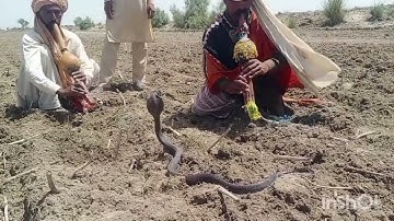 sanke video naag jogi | FiazJogi caught the big King Cobra snake in village new video king Cobra