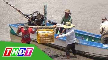 Ngư dân Bạc Liêu được mùa ruốc biển | THDT