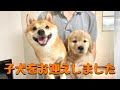 我が家にゴールデンレトリバーの子犬がやってきた！With subtitles
