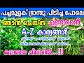 പച്ചമുളക്  നിറയെ കായ്ക്കാൻ ഞാൻ ചെയ്ത A-Z കാര്യങ്ങള്‍ കുറഞ്ഞ ചെലവില്‍..!!!/chilli Cultivation