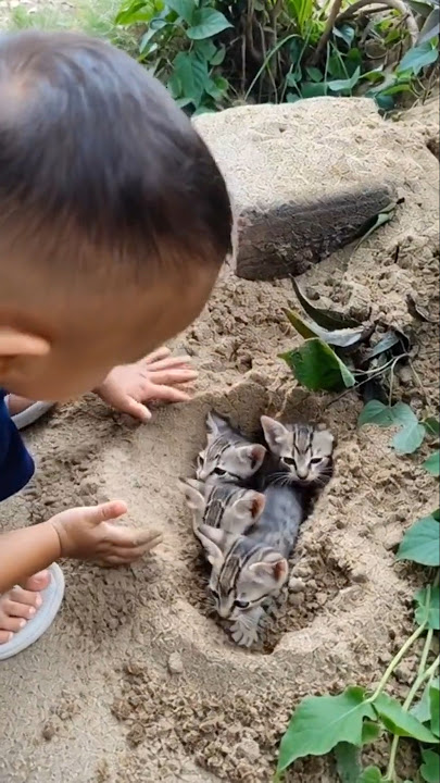 Dipasir pun ada kucing 🐱🐈