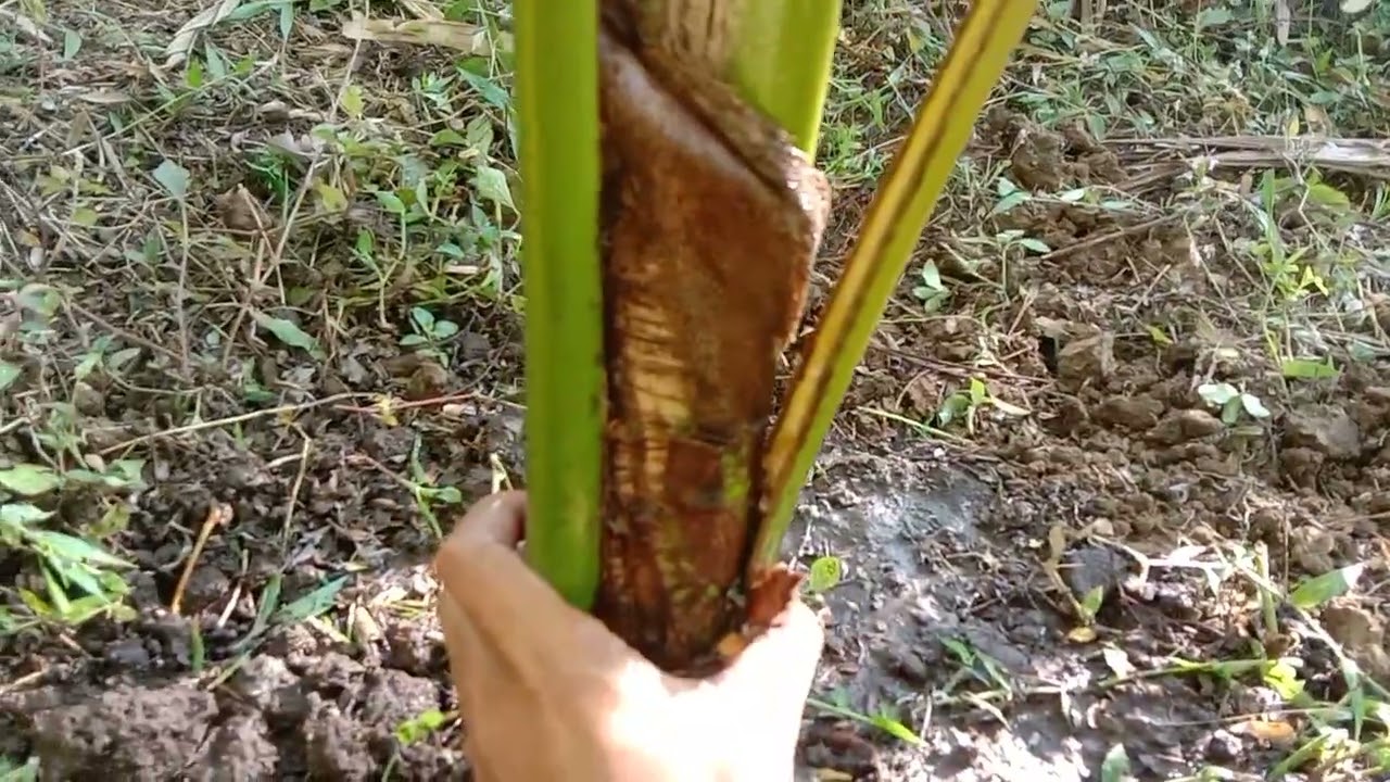 cara merawat pohon kelapa agar cepat berbuah