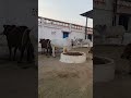 ❤️❤️ Jai Gau Mata